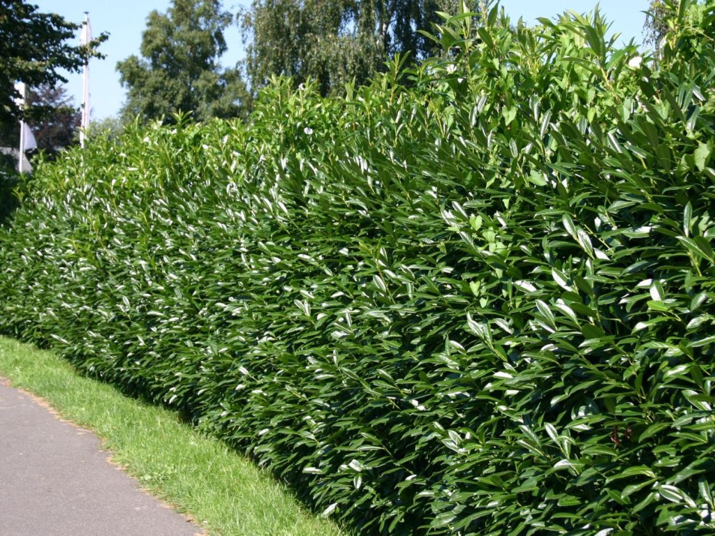 Portugiesischer Lorbeer - Mediterranes Flair für Ihren Garten